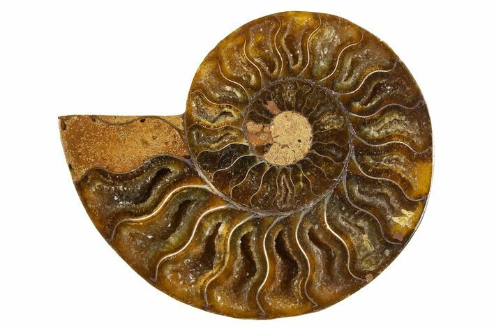 Cut & Polished Ammonite Fossil (Half) - Crystal Pockets #310688